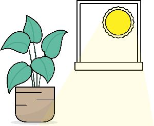 Pflanze in indirektem Licht, ein paar Schritte vom Fenster entfernt