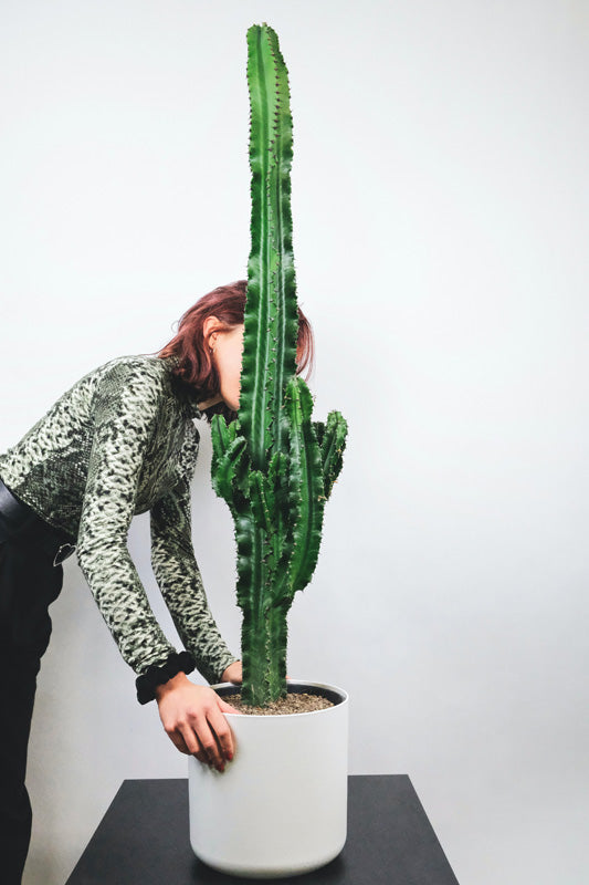 Euphorbia, die aussieht wie ein grosser Kaktus, in weissem Topf, dahinter vornübergebeugt eine Frau
