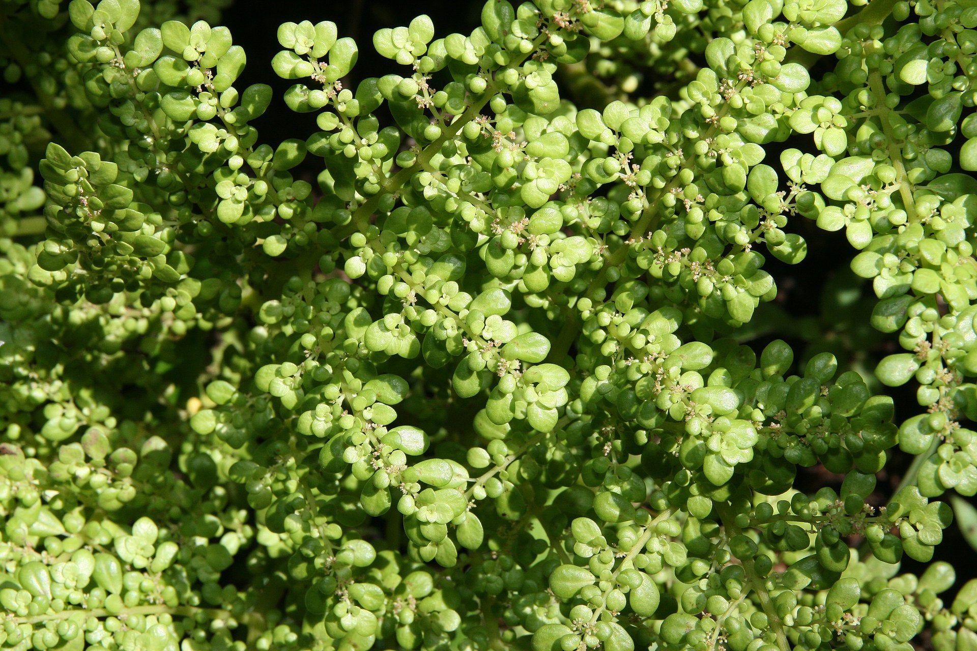 Pilea microphylla mit buschigem Wuchs und hellgrünen Blättern