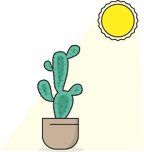 Kaktus, der voll von der Sonne beschienen wird