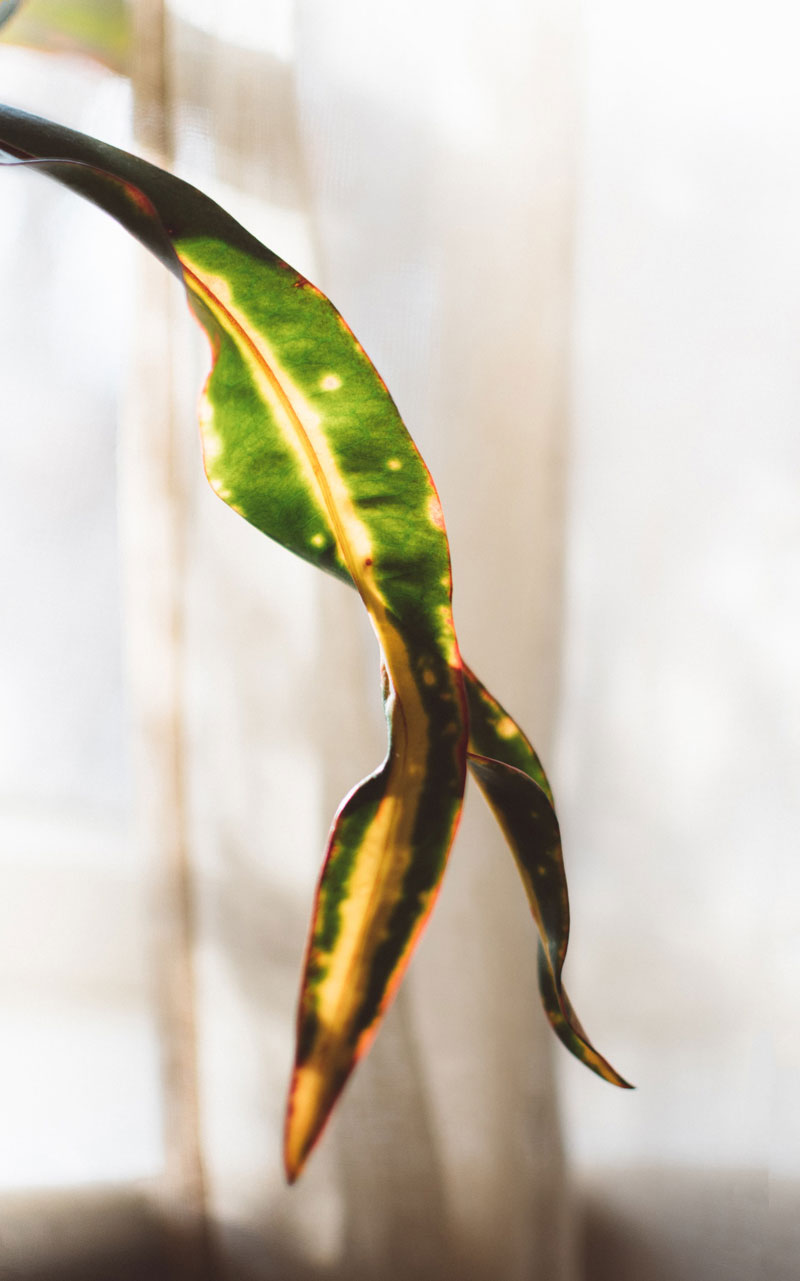 Gelbe Flecken auf einem schmalen, grünen Pflanzenblatt