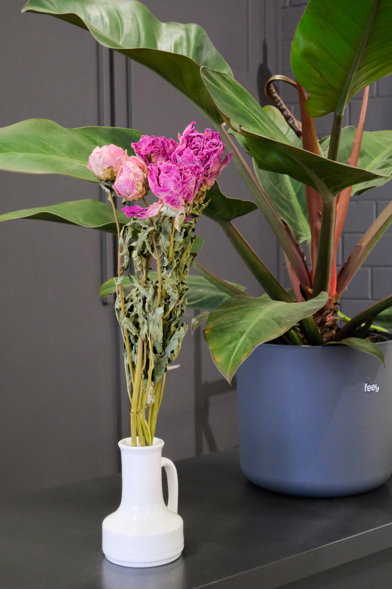 Trockenblumen in weisser Vase neben einer Strelitzie von feey