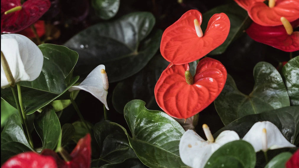 Flamingoblume mit roten und weissen Blüten