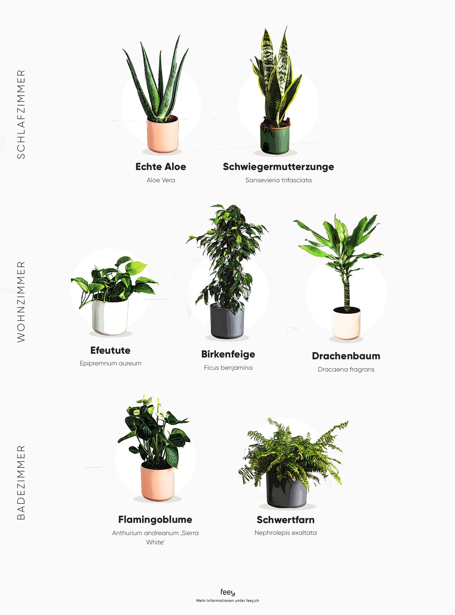 image.title Luftreinigende Pflanzen: Top für weniger Schadstoffe – feey AG Luftreinigende Pflanzen Schlafzimmer