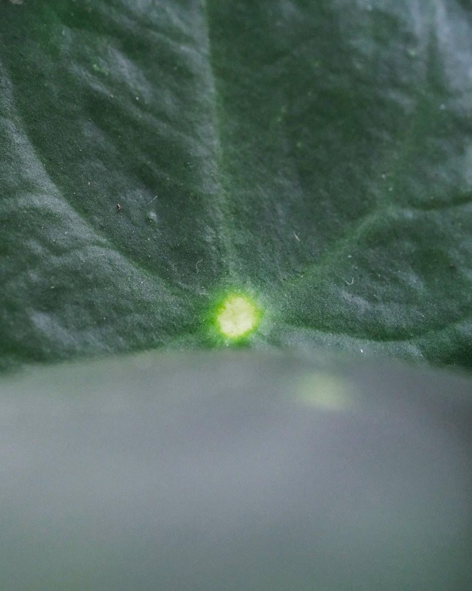 Detail einer Ufopflanze mit heller Zeichnung auf dem dunklen Blatt
