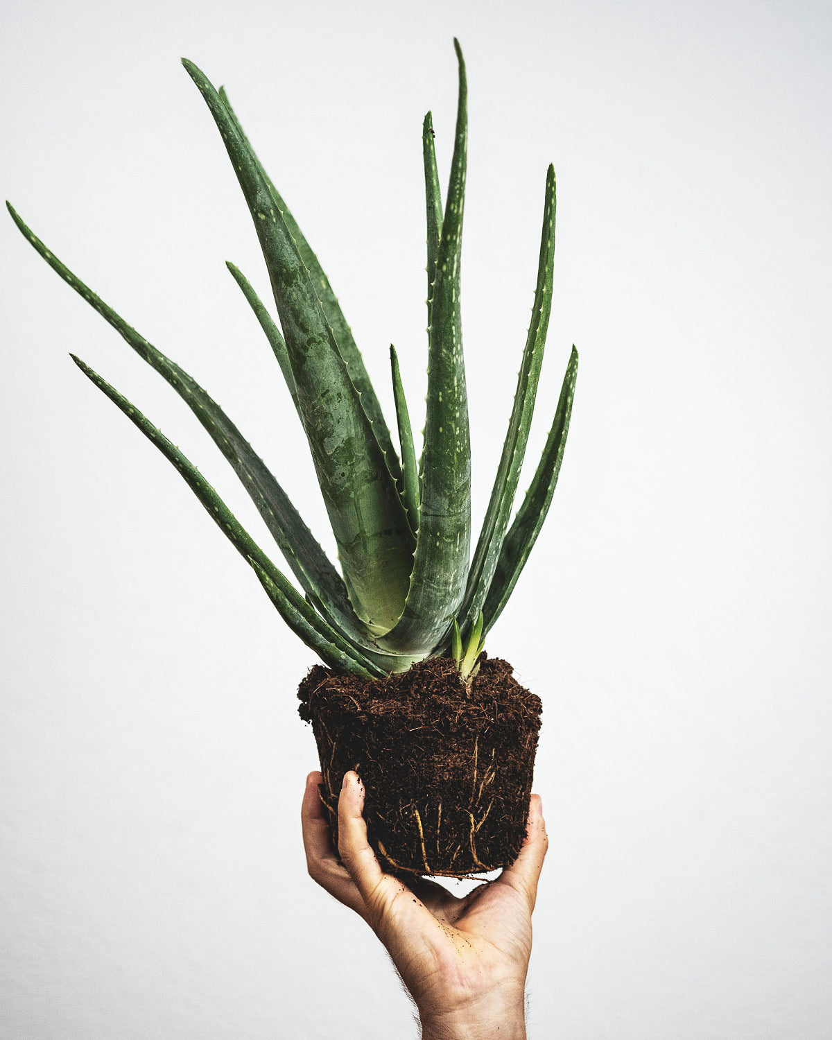 Echte Aloe mit nacktem Wurzelballen in einer Hand