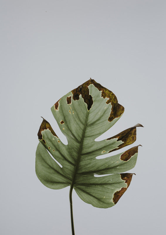 Monstera-Blatt mit braunen Flecken an den Blatträndern