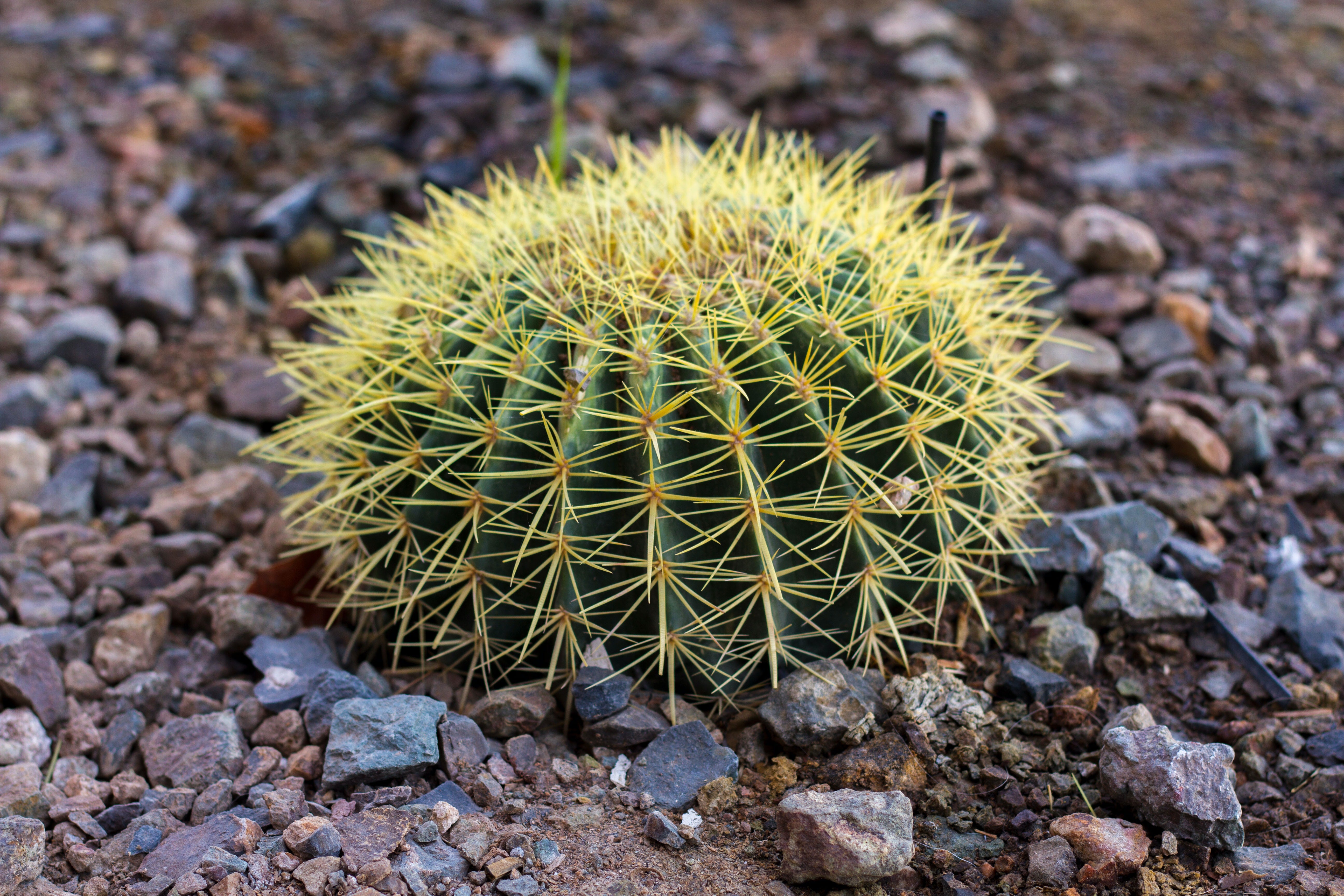 Schwiegermuttersessel (Echinocactus grusonii)