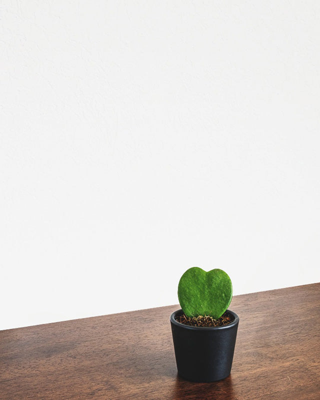 Herzblatt-Pflanze in schwarzem Töpfchen auf einem Holztisch