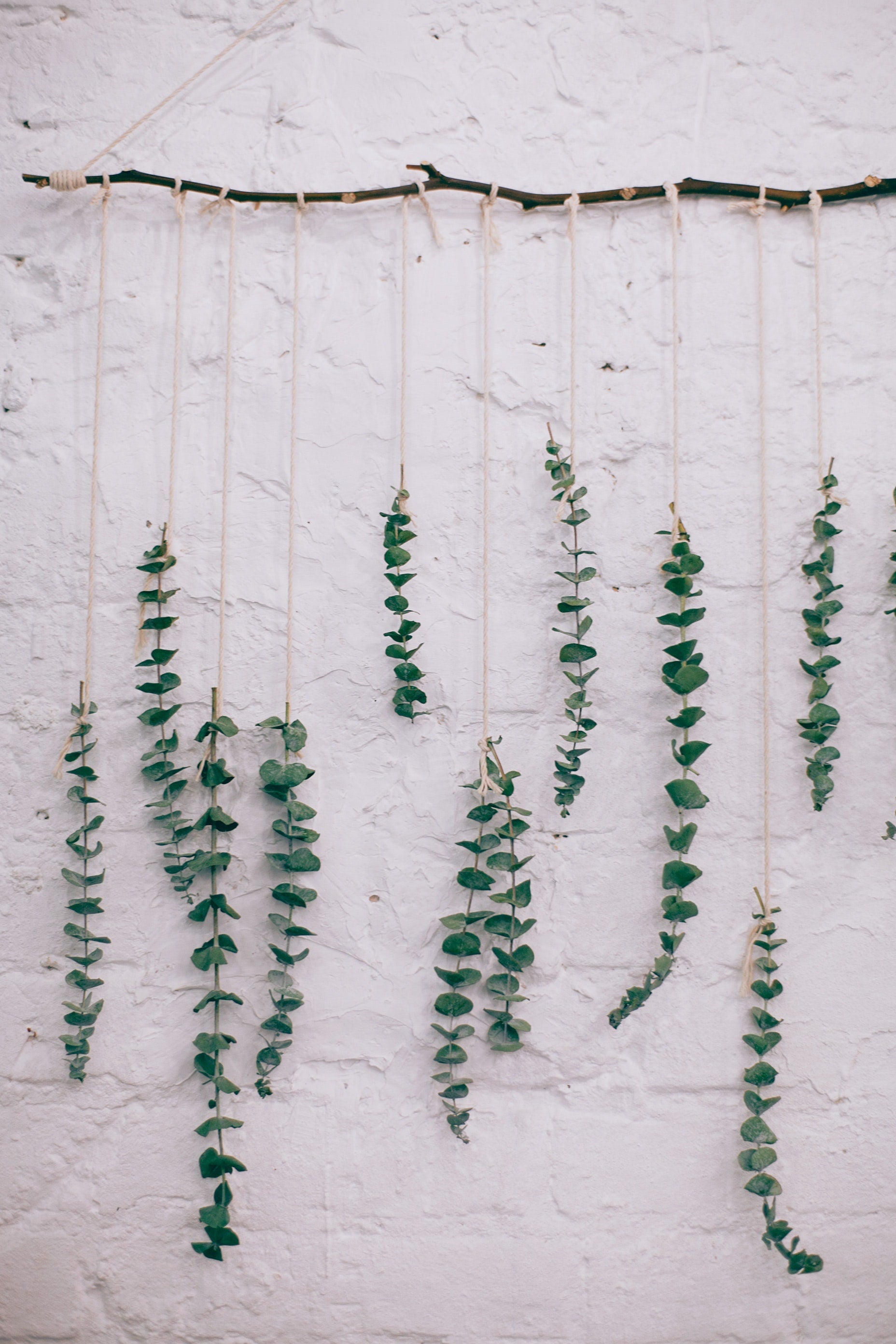 Getrocknete Pflanzen kopfüber mit Schnur an einem Ast aufgehängt, der an einer Wand befestigt ist