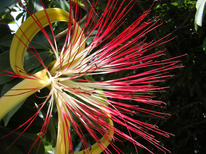 Pachira aquatica mit grosser, weiss-roter Blüte