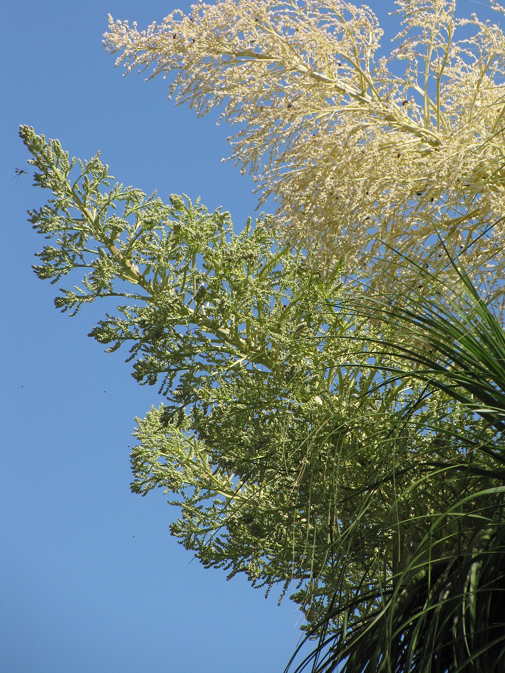 Blüten des Elefantenfusses an einem grossen Zweig vor blauem Himmel