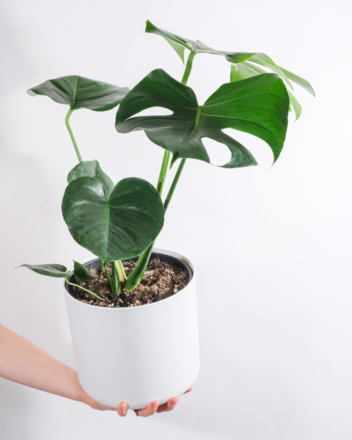 Grosse Monstera in weissem Übertopf