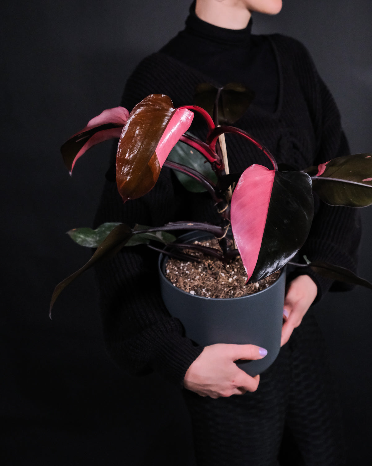 Philodendron Pink Princess in anthrazitfarbenem Topf in den Armen einer dunkel gekleideten Frau