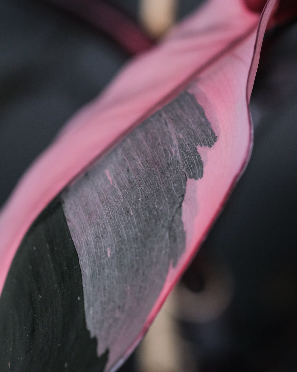 Philodendron Pink Princess mit pinkem Detail auf dem fast schwarzen Blattgrün