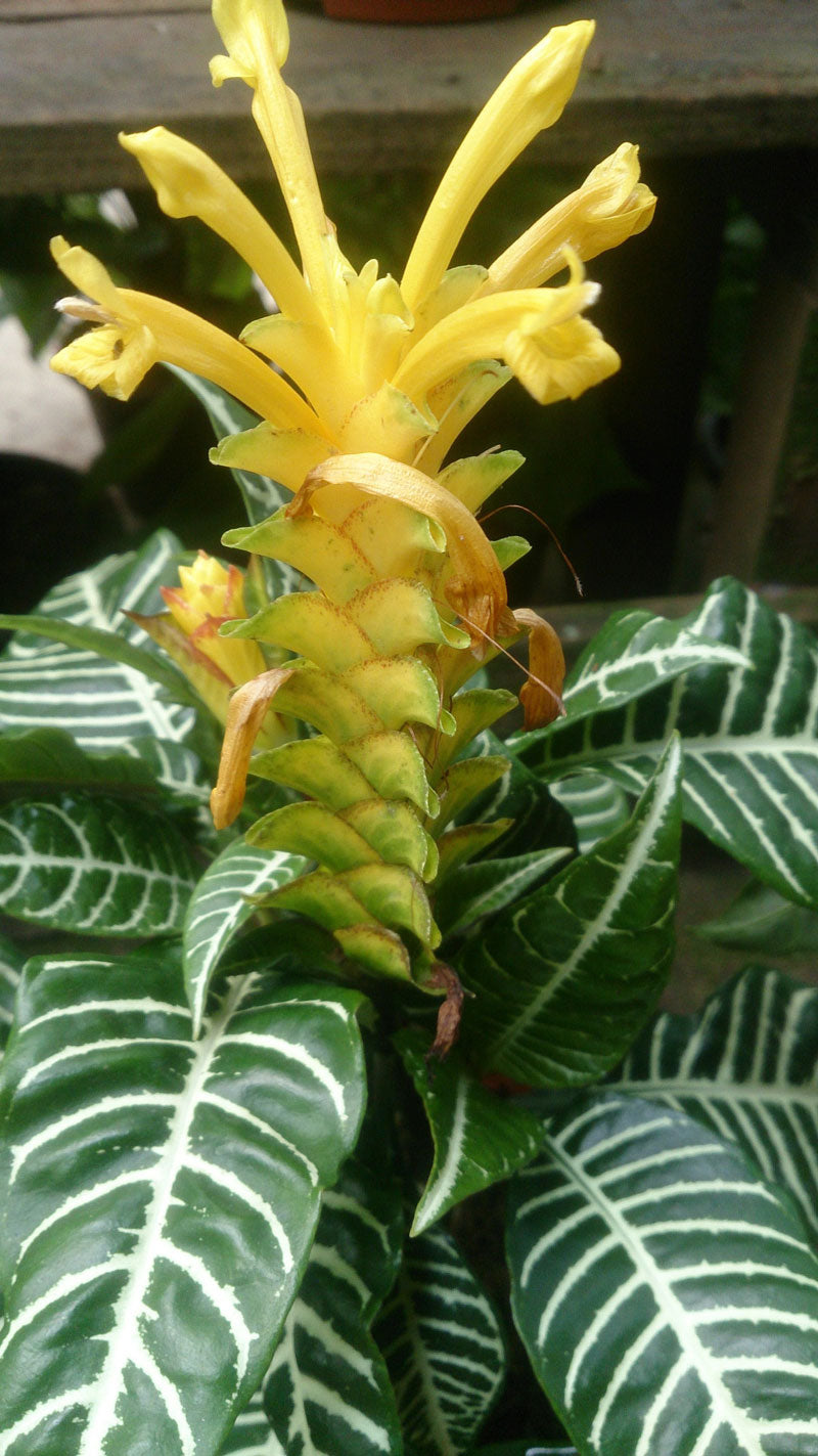Aphelandra squarrosa mit dunkelgrünen Blättern und hellen Blattadern und einer grossen, leuchtend gelben Blüte