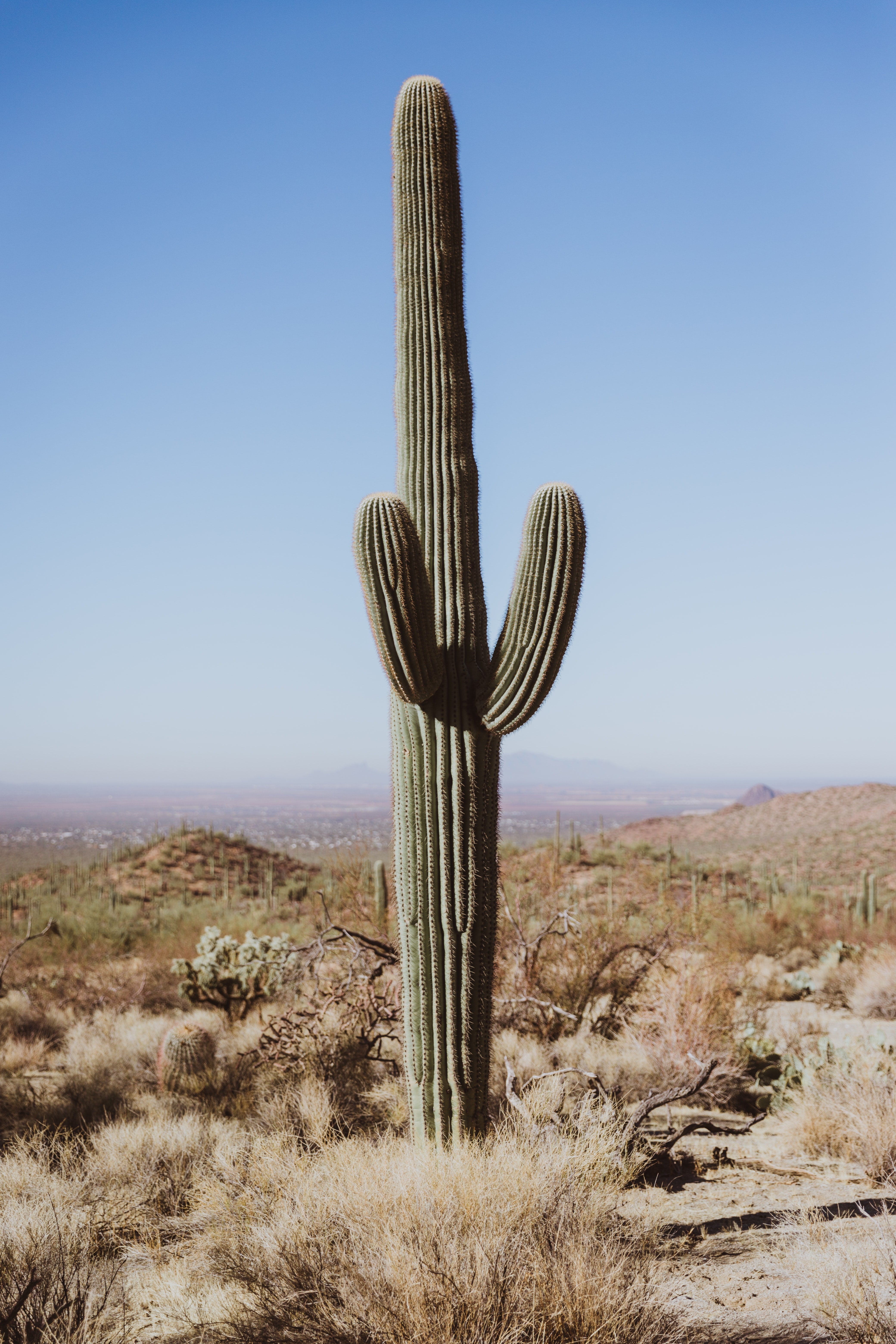 Meterhoher Kaktus in der Wüste