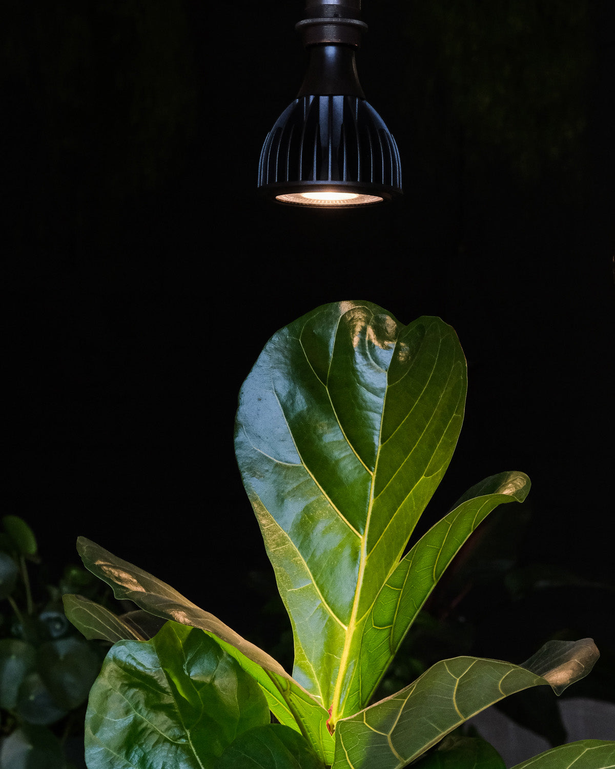 Pflanzenlampe in Schwarz in dunklem Raum über einer Geigenfeige