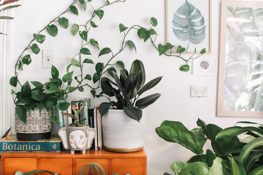 Wohnzimmer mit einer Efeutute und einem kleinen Gummibaum auf einem Sideboard, daneben am Boden eine Geigenfeige und eine weitere buschige Pflanze, am Wand Bilder von Monstera-Blättern