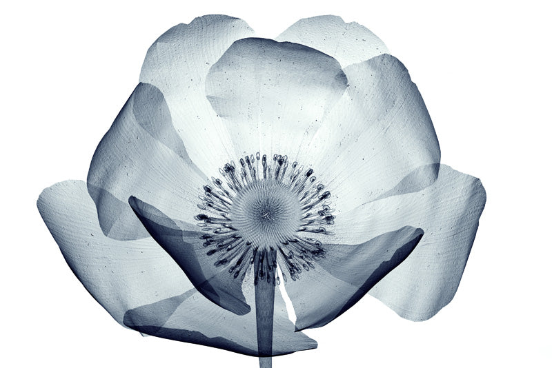 Röntgenbild einer Blumenblüte