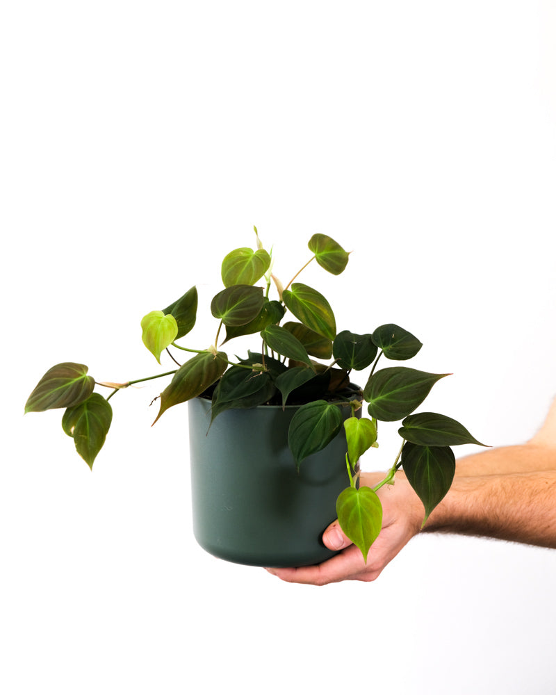 Philodendron micans in grünem Topf in zwei Händen