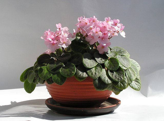 Saintpaulia in Keramik-Topf mit rosa Blüten