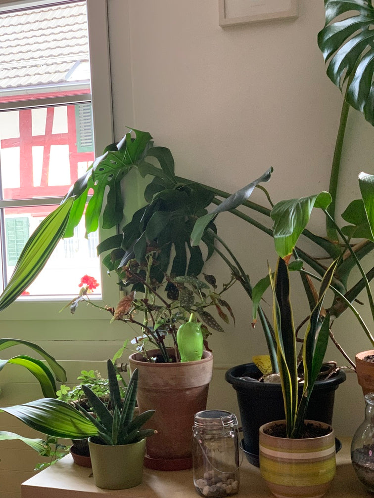 Verschiedene Pflanzen in unterschiedlichen Töpfen und Höhen auf einem Sideboard vor einem Fenster
