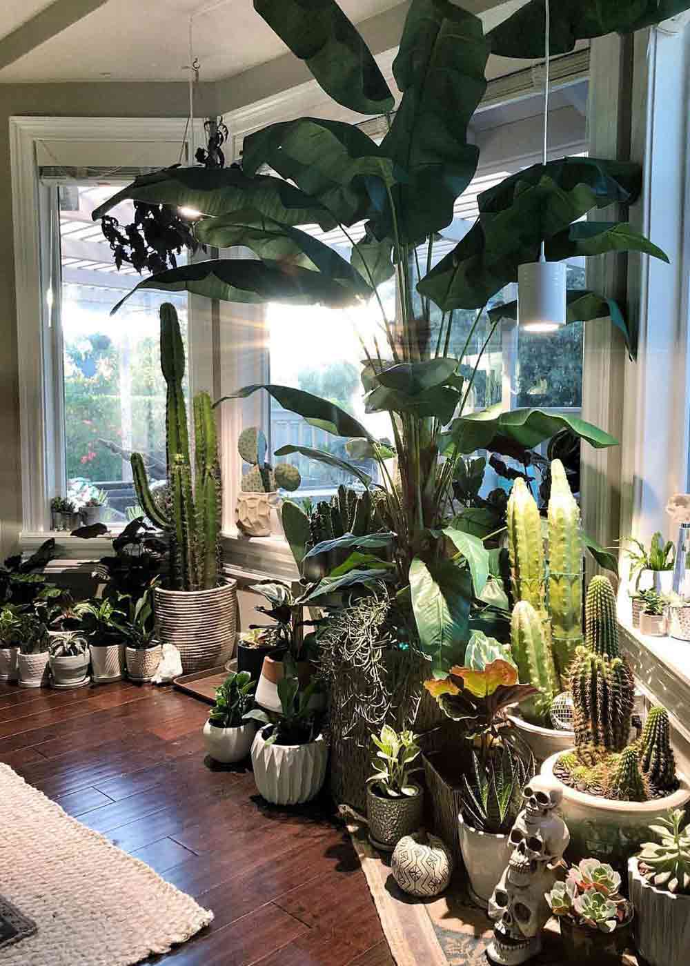 Verschiedenste Pflanzen an dder gesamten Fensterfront ausgerichtet