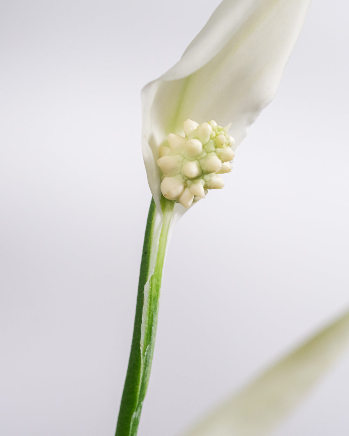 Weisse, längliche Blüte des Einblatts