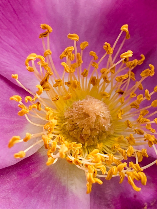 Gelbe Staubblätter in einer lila Blüte: lange Staubfäden mit Staubsack am Ende