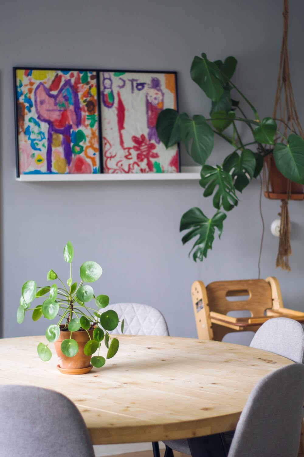 Ufopflanze auf rundem Holztisch mit grauen Stühlen vor einer grauen Wand, dahinter eine grosse Monstera im Makramee