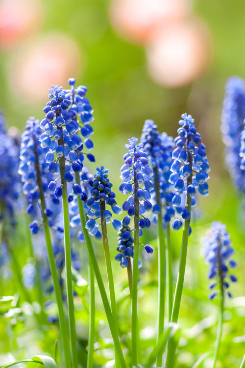 Traubenförmiger Blütenstand an blauer Blume