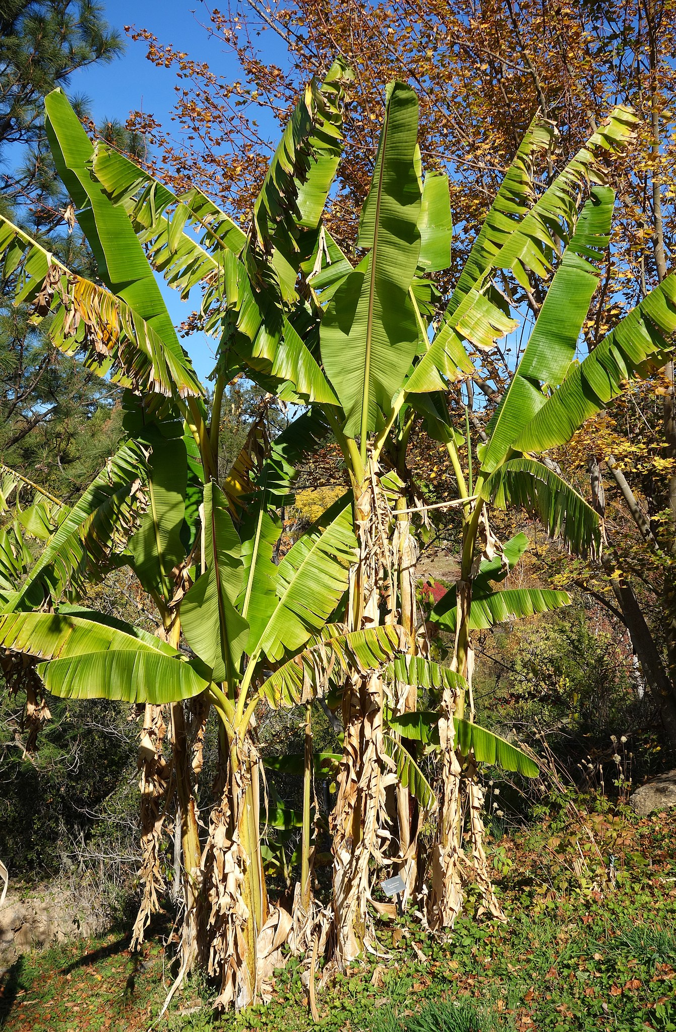Calathea warscewiczii mit grün gemusterten Blättern, die auf den Unterseiten dunkelrot sind