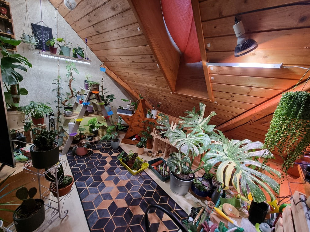 Buntes Assortiment aus Pflanzen unter einer hölzernen Dachschräge, dazwischen ein dunkelblauer Teppich mit geometrischem Muster