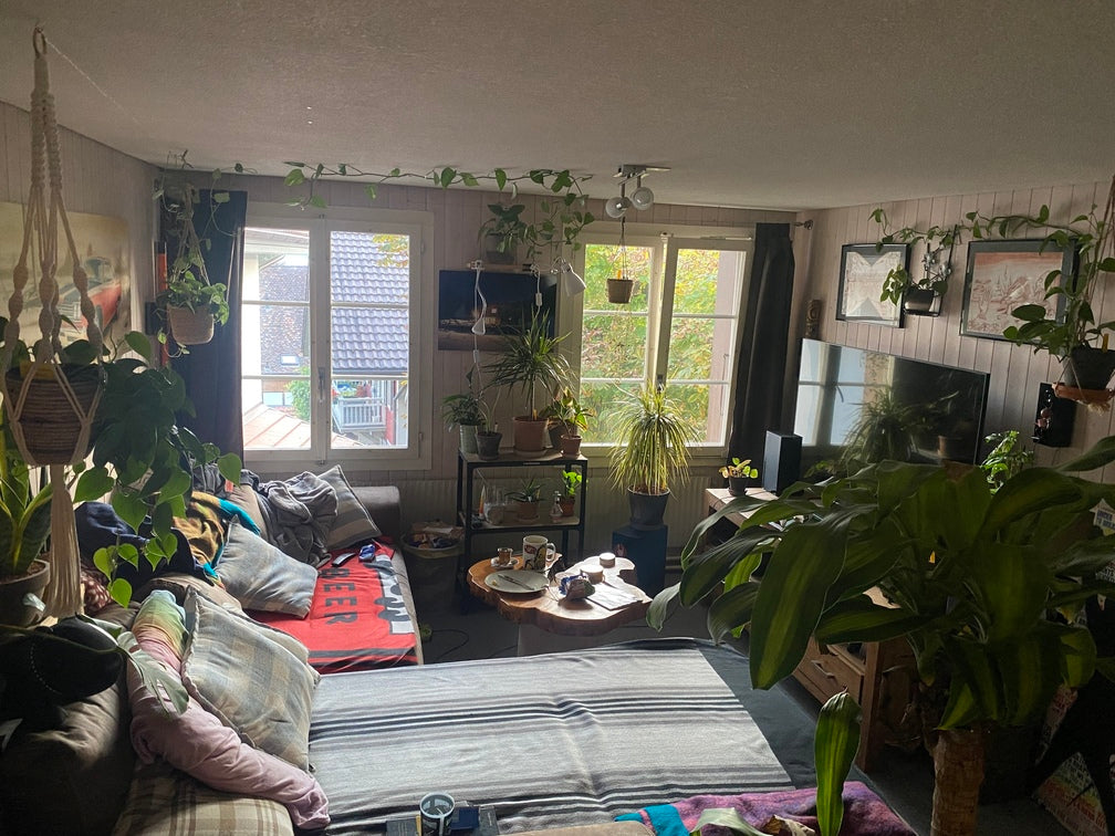 Kleines Wohnzimmer, das fast ausschliesslich aus Sofa, Fernseher mit Fernsehmöbel, zwei Fenstern und Pflanzen zu bestehen scheint