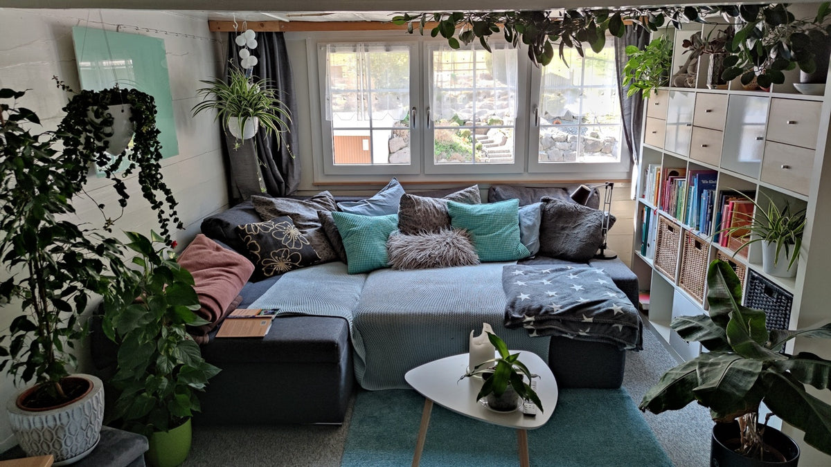 Grosses, graues, mit Kissen und Decken ausgestattetes Sofa, vom Regal darüber über die Decke hängende Pflanzen, im Vordergrund stehende Pflanzen wie eine Birkenfeige, eine Efeutute am Moosstab und ein Bananenbaum