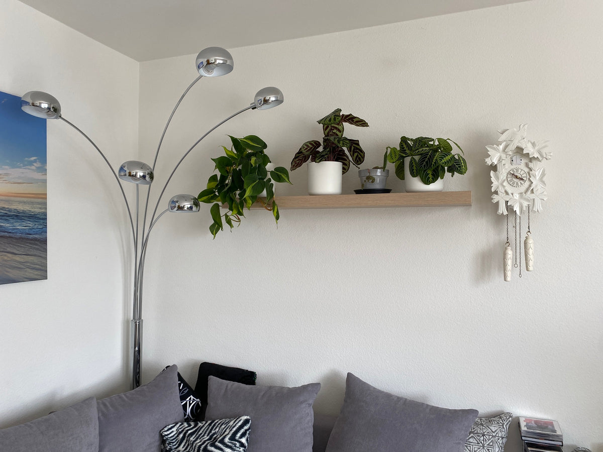 Drei feey-Pflanzen in weissen Töpfen auf einem schlichten Regalbrett an einer weissen Wand neben einer weissen Kuckucksuhr, davor ein graues Sofa