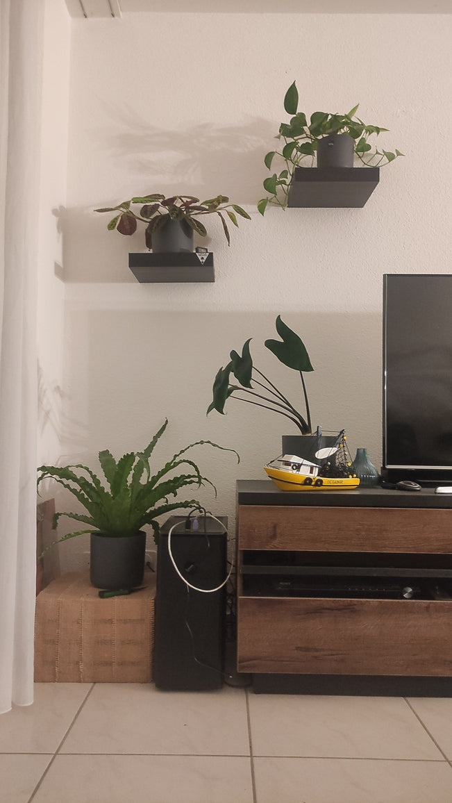 feey-Pflanzen in anthrazitfarbenen Töpfen auf und neben dem Sideboard sowie auf schlichten, quadratischen, schwarzen Regalbrettern an der Wand
