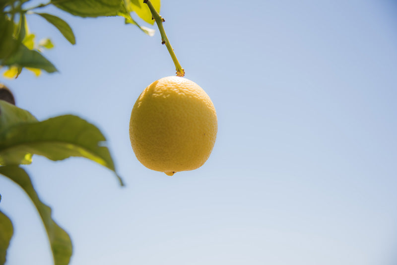 Zitrone an Baum vor blauem Himmel