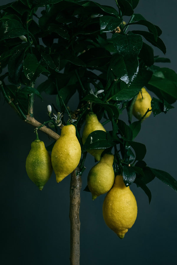 Zitronenbaum vor dunklem Hintergrund mit grossen, gelben und noch leicht grünen Früchten